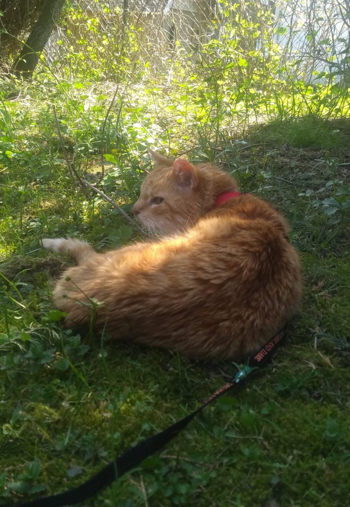 Schnecke, eine rote Katze, liegt in einer Wiese.
