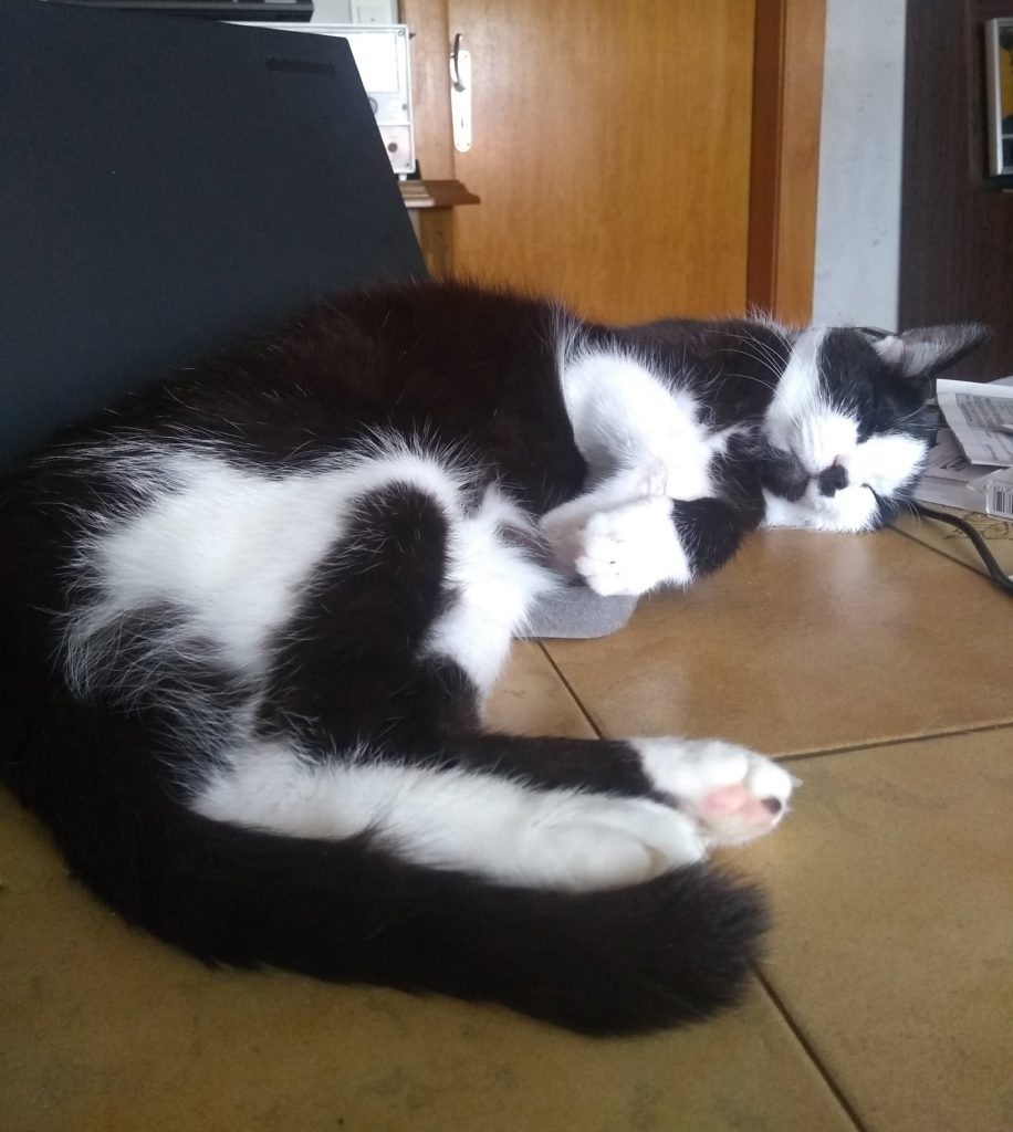 Leonard, ein schwarz weiß gefleckter Kater, liegt auf einem hellbraunen Fließentisch und schläft.